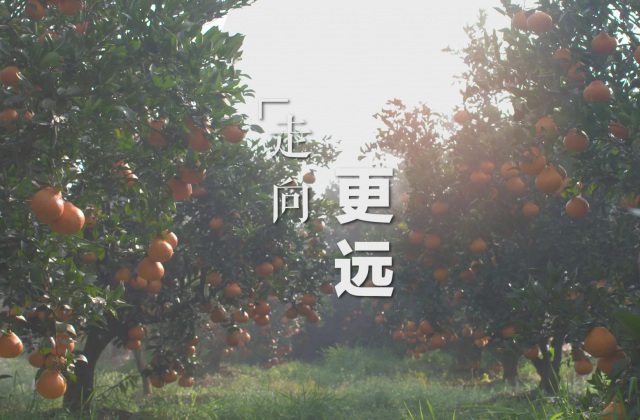 丹棱桔橙品牌宣傳片拍攝制作-丹棱桔橙品牌宣傳片拍攝制作