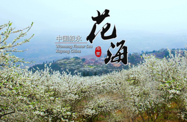 烏蒙花海旅游片-烏蒙花海旅游片