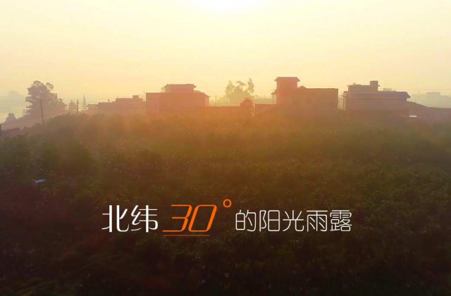 丹棱不知火2020版15秒廣告-丹棱位于北緯37度，有著得天獨厚的地理位置優(yōu)勢。所產(chǎn)橘橙取名“不知火”，其味香甜、汁多味純！