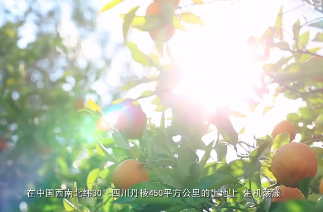 丹棱丑柑專題宣傳片——橙就美好-